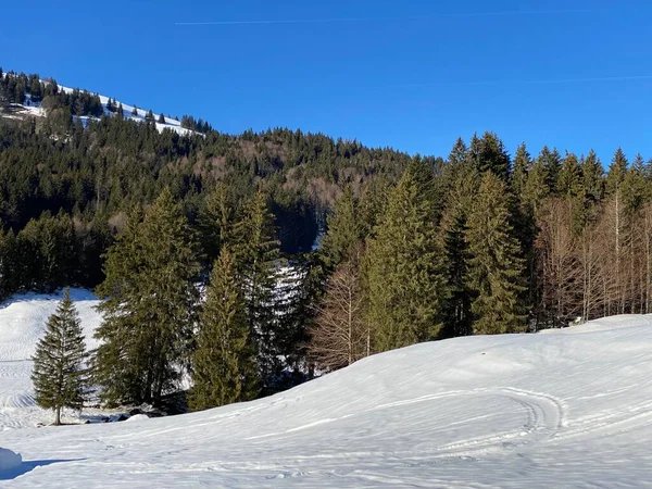 Picturesque Canopies Alpine Tree Типова Зимова Атмосфера Після Сильних Снігопадів — стокове фото