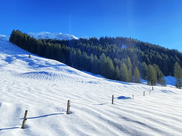 Pittoreschi Baldacchini Alberi Alpini Una Tipica Atmosfera Invernale Dopo Forti — Foto Stock