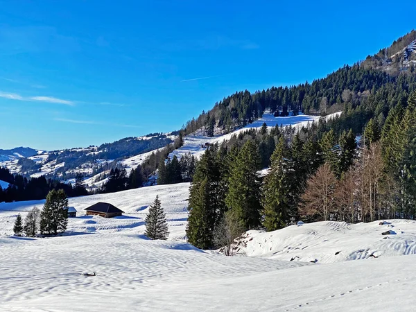 Canopies Pitorescos Árvores Alpinas Uma Atmosfera Típica Inverno Após Queda — Fotografia de Stock