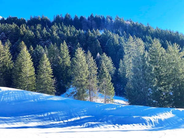 Pittoreschi Baldacchini Alberi Alpini Una Tipica Atmosfera Invernale Dopo Forti — Foto Stock