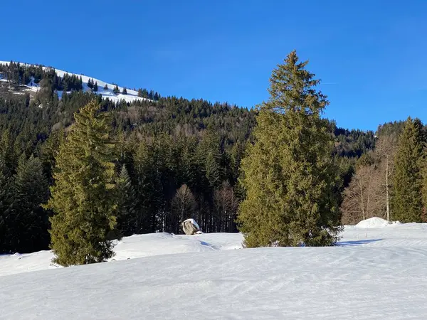 Canopées Pittoresques Arbres Alpins Dans Une Atmosphère Hivernale Typique Après — Photo