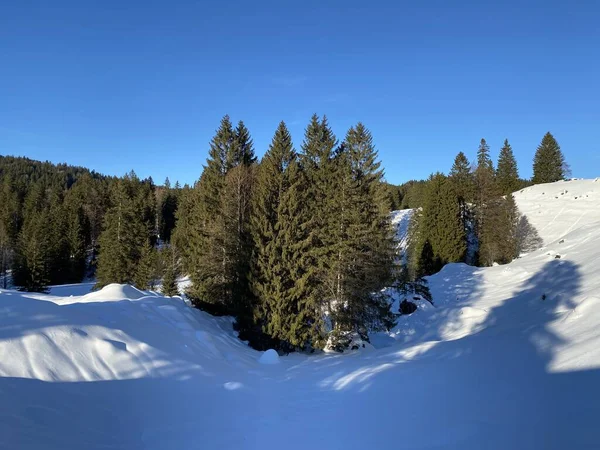 Pittoreska Toppar Alpina Träd Typisk Vinter Atmosfär Efter Kraftigt Snöfall — Stockfoto