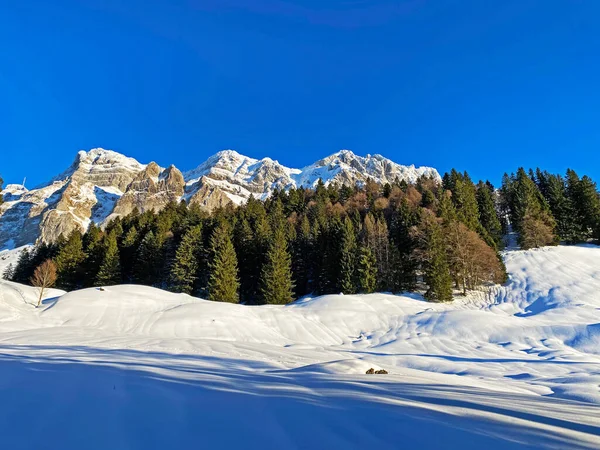 Malebné Baldachýny Alpských Stromů Typické Zimní Atmosféře Silném Sněžení Švýcarských — Stock fotografie