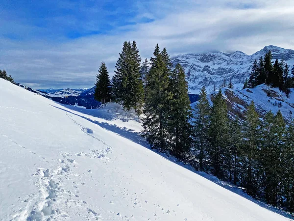 Magnifiques Sentiers Randonnée Hivernale Traces Sur Couverture Neige Fraîche Des — Photo