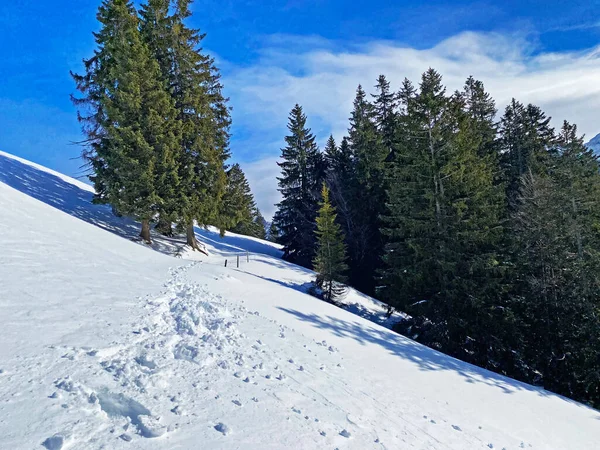 Maravilhosas Trilhas Para Caminhadas Inverno Vestígios Cobertura Neve Alpina Fresca — Fotografia de Stock