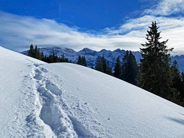 Meravigliosi Sentieri Escursionistici Invernali Tracce Sulla Fresca Copertura Alpina Delle — Foto Stock