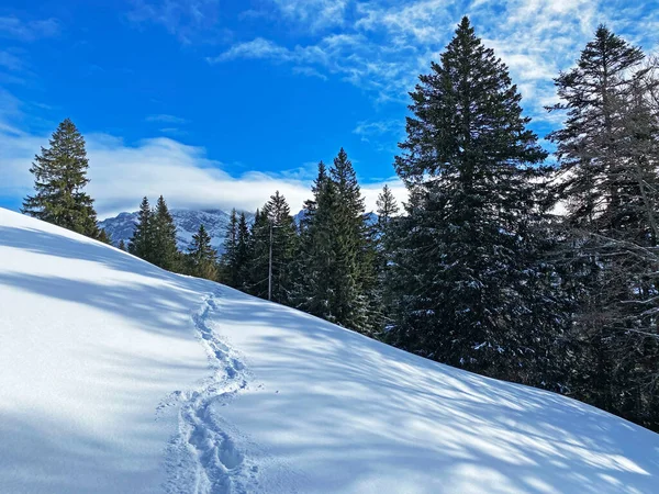 Maravillosas Rutas Senderismo Invierno Rastros Cubierta Nieve Alpina Fresca Los — Foto de Stock