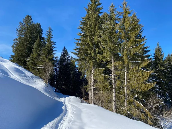 Prachtige Winterwandelwegen Sporen Frisse Alpiene Sneeuwbedekking Van Zwitserse Alpen Schwagalp — Stockfoto
