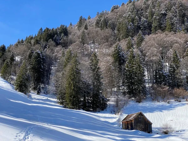 Cabanes Alpines Indigènes Écuries Bovins Bois Sur Les Pâturages Suisses — Photo