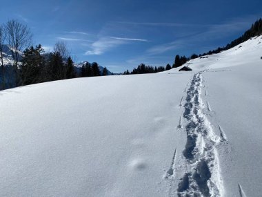 Alpstein Dağları 'nın yamaçlarında ve İsviçre Alpleri' nin taze Alp Dağları 'nın kar örtüsünde - Alt St. Johann, İsviçre (Schweiz)