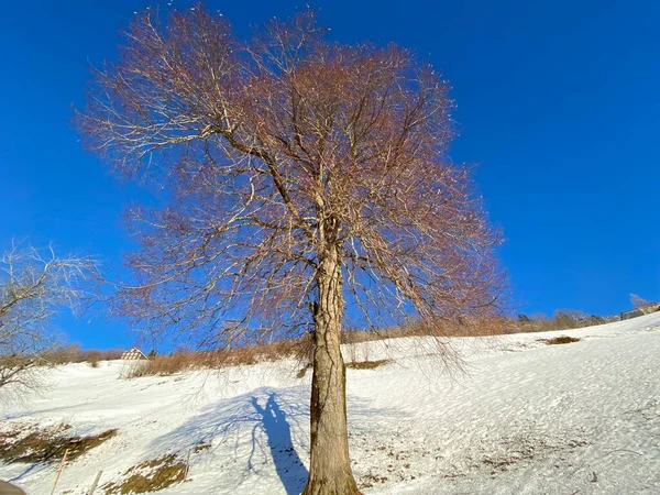 Trees Shrubs Alpine Pastures Alpstein Mountain Range Fresh White Snow — Stock Photo, Image