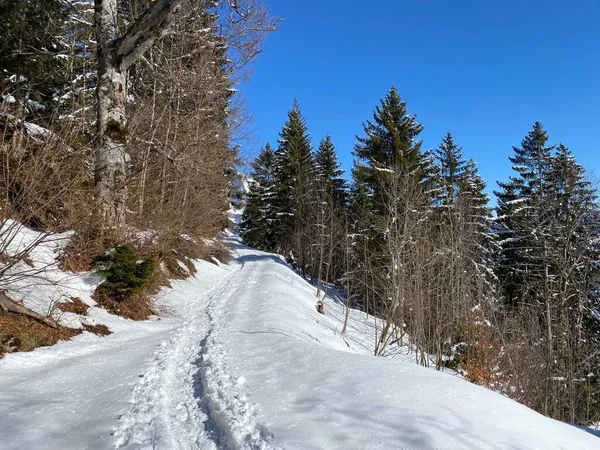 Υπέροχες Διαδρομές Για Χειμερινή Πεζοπορία Και Ίχνη Στις Πλαγιές Της — Φωτογραφία Αρχείου