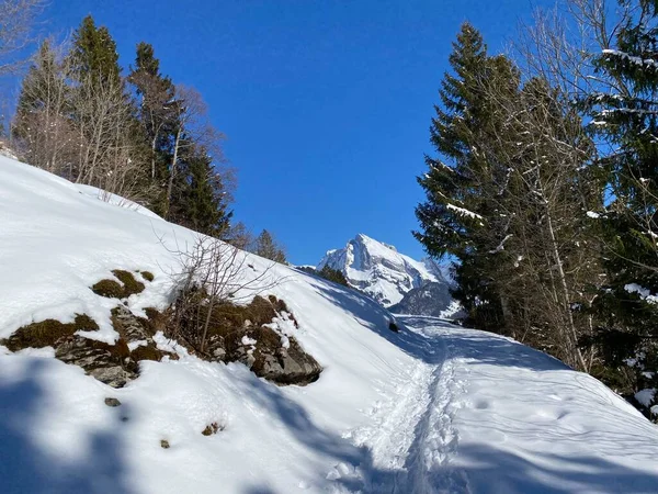 在阿尔卑斯泰因山脉的斜坡上 以及在瑞士阿尔卑斯山 圣约翰阿尔卑斯山 施韦兹 新鲜的高山雪盖上 都有极好的冬季远足小径和足迹 — 图库照片