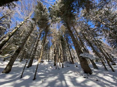 Obertoggenburg Alp Vadisi ve İsviçre Alpleri - Alt St. Johann, İsviçre (Schweiz)