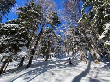 Obertoggenburg Alp Vadisi ve İsviçre Alpleri - Alt St. Johann, İsviçre (Schweiz)