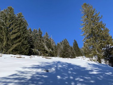 Obertoggenburg Alp Vadisi ve İsviçre Alpleri - Alt St. Johann, İsviçre (Schweiz)