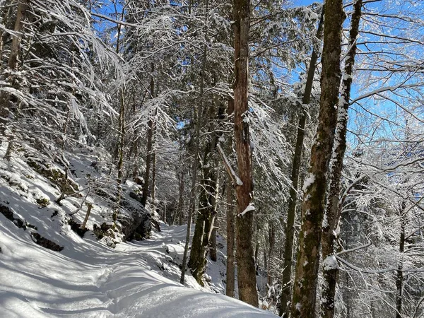 Picturesque Canopies Alpine Trees Typical Winter Atmosphere Heavy Snowfall Obertoggenburg — Stock Photo, Image