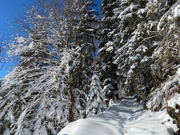 Picturesque Canopies Alpine Trees Typical Winter Atmosphere Heavy Snowfall Obertoggenburg — Stock Photo, Image