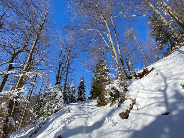 Festői Lombkoronák Alpesi Fák Egy Tipikus Téli Atmoszférában Nagy Hóesés — Stock Fotó