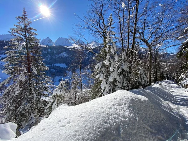 Malebné Baldachýny Alpských Stromů Typické Zimní Atmosféře Silném Sněžení Nad — Stock fotografie