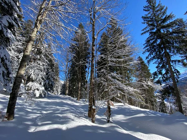 Canopées Pittoresques Arbres Alpins Dans Une Atmosphère Hivernale Typique Après — Photo