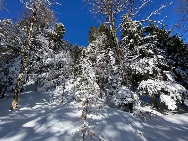 Picturesque Canopies Alpine Trees Typical Winter Atmosphere Heavy Snowfall Obertoggenburg — Stock Photo, Image