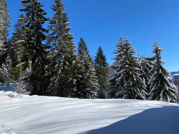 Schilderachtige Luifels Van Alpiene Bomen Een Typische Winterse Sfeer Zware — Stockfoto