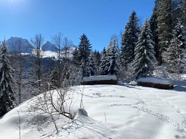 瑞士奥伯托根堡高山谷地和瑞士阿尔卑斯山 圣约翰阿尔卑斯山 施韦兹 的典型冬季大雪过后 高山树木在典型的冬日气氛中形成了风景如画的遮阳篷 — 图库照片