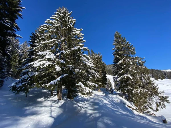 Pittoreschi Baldacchini Alberi Alpini Una Tipica Atmosfera Invernale Dopo Forti — Foto Stock