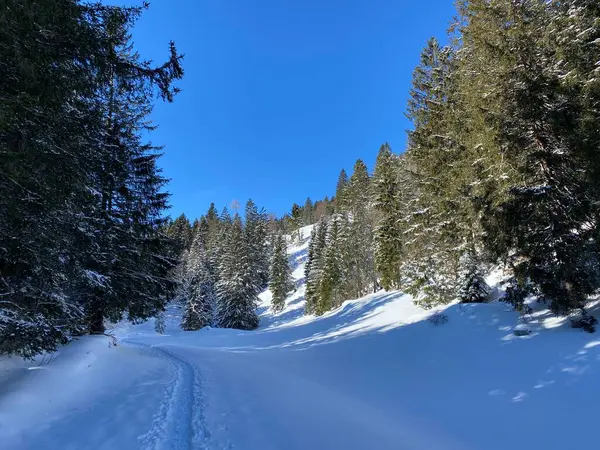 Canopies Pitorescos Árvores Alpinas Uma Atmosfera Típica Inverno Após Forte — Fotografia de Stock