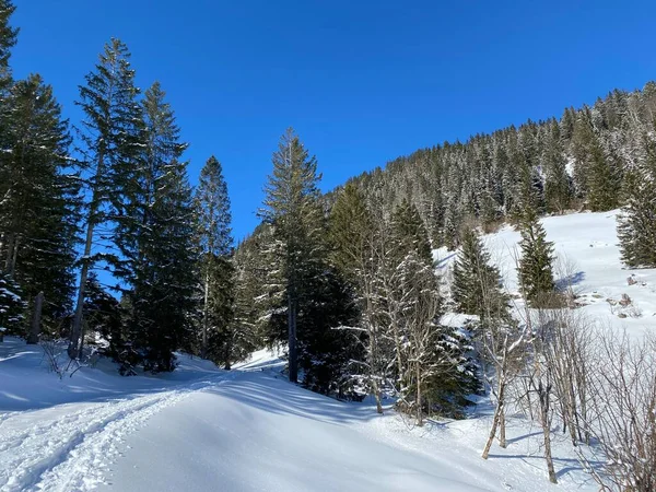 Malerische Baumkronen Typischer Winteratmosphäre Nach Heftigen Schneefällen Über Dem Obertoggenburg — Stockfoto