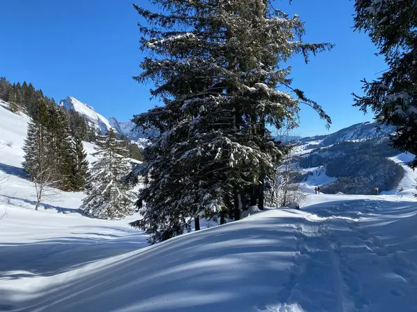 Schilderachtige Luifels Van Alpiene Bomen Een Typische Winterse Sfeer Zware — Stockfoto
