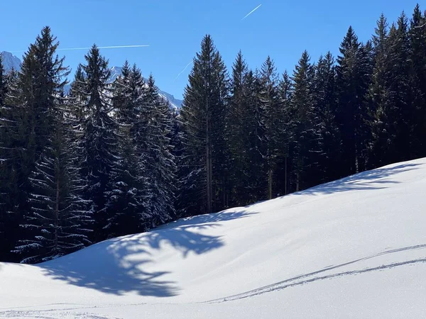 Canopies Pitorescos Árvores Alpinas Uma Atmosfera Típica Inverno Após Forte — Fotografia de Stock