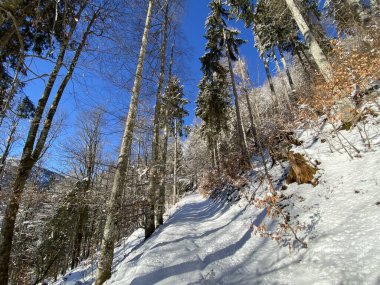 Alp ormanları tipik bir kış ortamı ve Alpstein dağları ve İsviçre Alpleri 'nde derin taze kar örtüsü altında yer alır - Alt St. Johann, İsviçre (Schweiz)