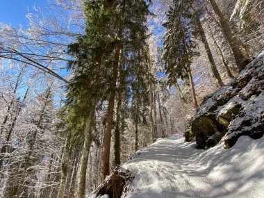 Alp ormanları tipik bir kış ortamı ve Alpstein dağları ve İsviçre Alpleri 'nde derin taze kar örtüsü altında yer alır - Alt St. Johann, İsviçre (Schweiz)