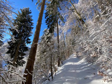 Alp ormanları tipik bir kış ortamı ve Alpstein dağları ve İsviçre Alpleri 'nde derin taze kar örtüsü altında yer alır - Alt St. Johann, İsviçre (Schweiz)