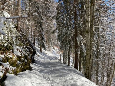Alp ormanları tipik bir kış ortamı ve Alpstein dağları ve İsviçre Alpleri 'nde derin taze kar örtüsü altında yer alır - Alt St. Johann, İsviçre (Schweiz)
