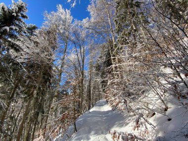 Alp ormanları tipik bir kış ortamı ve Alpstein dağları ve İsviçre Alpleri 'nde derin taze kar örtüsü altında yer alır - Alt St. Johann, İsviçre (Schweiz)