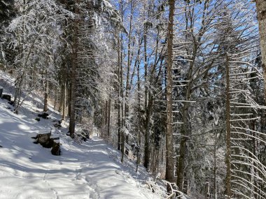 Alp ormanları tipik bir kış ortamı ve Alpstein dağları ve İsviçre Alpleri 'nde derin taze kar örtüsü altında yer alır - Alt St. Johann, İsviçre (Schweiz)