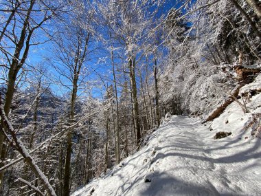 Alp ormanları tipik bir kış ortamı ve Alpstein dağları ve İsviçre Alpleri 'nde derin taze kar örtüsü altında yer alır - Alt St. Johann, İsviçre (Schweiz)
