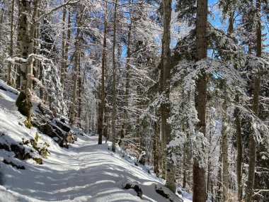 Alp ormanları tipik bir kış ortamı ve Alpstein dağları ve İsviçre Alpleri 'nde derin taze kar örtüsü altında yer alır - Alt St. Johann, İsviçre (Schweiz)