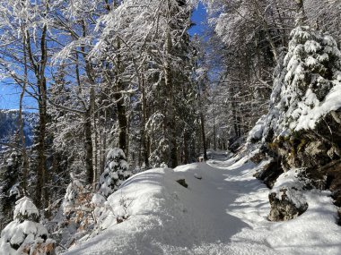 Alp ormanları tipik bir kış ortamı ve Alpstein dağları ve İsviçre Alpleri 'nde derin taze kar örtüsü altında yer alır - Alt St. Johann, İsviçre (Schweiz)