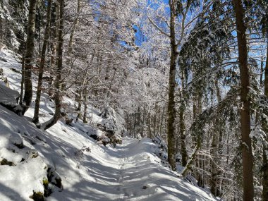 Alp ormanları tipik bir kış ortamı ve Alpstein dağları ve İsviçre Alpleri 'nde derin taze kar örtüsü altında yer alır - Alt St. Johann, İsviçre (Schweiz)