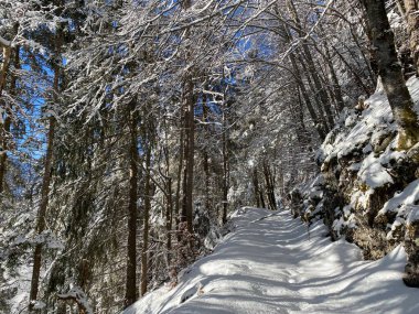 Alp ormanları tipik bir kış ortamı ve Alpstein dağları ve İsviçre Alpleri 'nde derin taze kar örtüsü altında yer alır - Alt St. Johann, İsviçre (Schweiz)