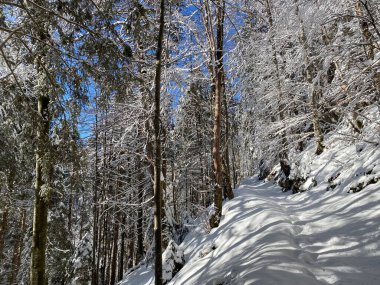 Alp ormanları tipik bir kış ortamı ve Alpstein dağları ve İsviçre Alpleri 'nde derin taze kar örtüsü altında yer alır - Alt St. Johann, İsviçre (Schweiz)