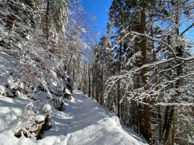 Alp ormanları tipik bir kış ortamı ve Alpstein dağları ve İsviçre Alpleri 'nde derin taze kar örtüsü altında yer alır - Alt St. Johann, İsviçre (Schweiz)
