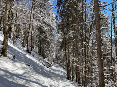Alp ormanları tipik bir kış ortamı ve Alpstein dağları ve İsviçre Alpleri 'nde derin taze kar örtüsü altında yer alır - Alt St. Johann, İsviçre (Schweiz)