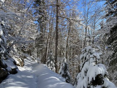 Alp ormanları tipik bir kış ortamı ve Alpstein dağları ve İsviçre Alpleri 'nde derin taze kar örtüsü altında yer alır - Alt St. Johann, İsviçre (Schweiz)
