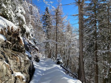 Alp ormanları tipik bir kış ortamı ve Alpstein dağları ve İsviçre Alpleri 'nde derin taze kar örtüsü altında yer alır - Alt St. Johann, İsviçre (Schweiz)
