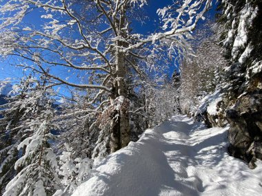 Alp ormanları tipik bir kış ortamı ve Alpstein dağları ve İsviçre Alpleri 'nde derin taze kar örtüsü altında yer alır - Alt St. Johann, İsviçre (Schweiz)
